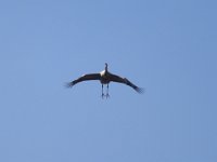 Kranich (Grus grus)  35